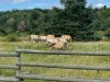 IMG_0773