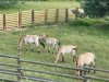 IMG_0801